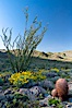 Barrel cactus, brittlebush, ocotillo and wildflowers color the sides of Glorietta Canyon.  Heavy winter rains led to a historic springtime bloom in 2005, carpeting the entire desert in vegetation and color for months. Anza-Borrego Desert State Park, Anza Borrego, California, USA. Image #10919