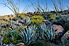 Desert agave, brittlebush, ocotillo and various cacti and wildflowers color the sides of Glorietta Canyon.  Heavy winter rains led to a historic springtime bloom in 2005, carpeting the entire desert in vegetation and color for months. Anza-Borrego Desert State Park, Anza Borrego, California, USA. Image #10920