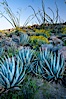 Desert agave, brittlebush, ocotillo and various cacti and wildflowers color the sides of Glorietta Canyon.  Heavy winter rains led to a historic springtime bloom in 2005, carpeting the entire desert in vegetation and color for months. Anza-Borrego Desert State Park, Anza Borrego, California, USA. Image #10921