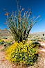 Brittlebush, ocotillo and various cacti and wildflowers color the sides of Glorietta Canyon.  Heavy winter rains led to a historic springtime bloom in 2005, carpeting the entire desert in vegetation and color for months. Anza-Borrego Desert State Park, Anza Borrego, California, USA. Image #10938