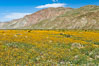 Desert sunflowers (yellow centers) and dun sunflowers (brown centers) in bloom along Henderson Canyon Road, a popular flower viewing spot in the Borrego Valley.  Heavy winter rains led to a historic springtime bloom in 2005, carpeting the entire desert in vegetation and color for months. Anza-Borrego Desert State Park, Borrego Springs, California, USA. Image #10942