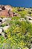 Clusters of desert poppy climb the steep sides of the Borrego Valley. Heavy winter rains led to a historic springtime bloom in 2005, carpeting the entire desert in vegetation and color for months. Anza-Borrego Desert State Park, Anza Borrego, California, USA. Image #10943