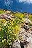Clusters of desert poppy climb the steep sides of the Borrego Valley. Heavy winter rains led to a historic springtime bloom in 2005, carpeting the entire desert in vegetation and color for months. Anza-Borrego Desert State Park, Anza Borrego, California, USA. Image #10944