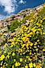 Clusters of desert poppy climb the steep sides of the Borrego Valley. Heavy winter rains led to a historic springtime bloom in 2005, carpeting the entire desert in vegetation and color for months. Anza-Borrego Desert State Park, Anza Borrego, California, USA. Image #10946