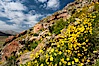 Clusters of desert poppy climb the steep sides of the Borrego Valley. Heavy winter rains led to a historic springtime bloom in 2005, carpeting the entire desert in vegetation and color for months. Anza-Borrego Desert State Park, Anza Borrego, California, USA. Image #10947