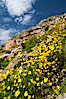 Clusters of desert poppy climb the steep sides of the Borrego Valley. Heavy winter rains led to a historic springtime bloom in 2005, carpeting the entire desert in vegetation and color for months. Anza-Borrego Desert State Park, Anza Borrego, California, USA. Image #10948
