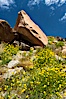 Clusters of desert poppy climb the steep sides of the Borrego Valley. Heavy winter rains led to a historic springtime bloom in 2005, carpeting the entire desert in vegetation and color for months. Anza-Borrego Desert State Park, Anza Borrego, California, USA. Image #10949