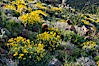 Barrel cactus, brittlebush and wildflowers color the sides of Glorietta Canyon.  Heavy winter rains led to a historic springtime bloom in 2005, carpeting the entire desert in vegetation and color for months. Anza-Borrego Desert State Park, Anza Borrego, California, USA. Image #10960
