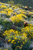 Barrel cactus, brittlebush and wildflowers color the sides of Glorietta Canyon.  Heavy winter rains led to a historic springtime bloom in 2005, carpeting the entire desert in vegetation and color for months. Anza-Borrego Desert State Park, Borrego Springs, California, USA. Image #10961