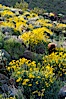 Barrel cactus, brittlebush and wildflowers color the sides of Glorietta Canyon.  Heavy winter rains led to a historic springtime bloom in 2005, carpeting the entire desert in vegetation and color for months. Anza-Borrego Desert State Park, Anza Borrego, California, USA. Image #10961