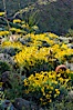 Barrel cactus, brittlebush and wildflowers color the sides of Glorietta Canyon.  Heavy winter rains led to a historic springtime bloom in 2005, carpeting the entire desert in vegetation and color for months. Anza-Borrego Desert State Park, Anza Borrego, California, USA. Image #10962