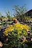 Barrel cactus, brittlebush, ocotillo and wildflowers color the sides of Glorietta Canyon.  Heavy winter rains led to a historic springtime bloom in 2005, carpeting the entire desert in vegetation and color for months. Anza-Borrego Desert State Park, Anza Borrego, California, USA. Image #10963