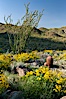 Barrel cactus, brittlebush, ocotillo and wildflowers color the sides of Glorietta Canyon.  Heavy winter rains led to a historic springtime bloom in 2005, carpeting the entire desert in vegetation and color for months. Anza-Borrego Desert State Park, Anza Borrego, California, USA. Image #10964