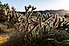 Buckhorn cholla cactus, sunset, near Borrego Valley. Anza-Borrego Desert State Park, Anza Borrego, California, USA. Image #10971