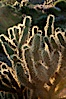 Buckhorn cholla cactus, sunset, near Borrego Valley. Anza-Borrego Desert State Park, Anza Borrego, California, USA. Image #10972