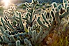 Buckhorn cholla cactus, sunset, near Borrego Valley. Anza-Borrego Desert State Park, Anza Borrego, California, USA. Image #10974
