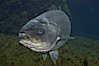 Striped bass (striper, striped seabass). Image #10976