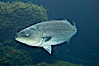 Striped bass (striper, striped seabass). Image #10977