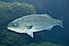 Striped bass (striper, striped seabass). Image #10978