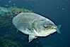 Striped bass (striper, striped seabass). Image #10979