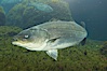Striped bass (striper, striped seabass). Image #10980