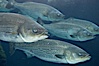 Striped bass (striper, striped seabass). Image #10981