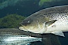 Striped bass (striper, striped seabass). Image #10982