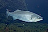 Striped bass (striper, striped seabass). Image #10983