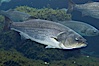 Striped bass (striper, striped seabass). Image #10984