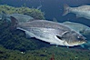 Striped bass (striper, striped seabass). Image #10985
