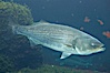 Striped bass (striper, striped seabass). Image #10986