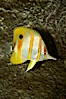 Copperband butterflyfish. Image #10995