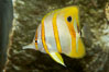 Copperband butterflyfish. Image #10996