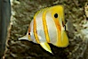 Copperband butterflyfish. Image #10996