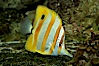 Copperband butterflyfish. Image #10998