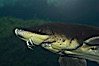 Atlantic sturgeon. Image #11024