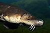 Atlantic sturgeon. Image #11025