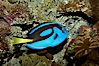 Palette surgeonfish. Image #11033