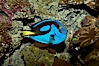 Palette surgeonfish. Image #11034