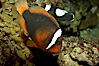 Red Saddleback Anemonefish, juvenile with white bar. Image #11036