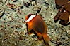 Red Saddleback Anemonefish, juvenile with white bar. Image #11039