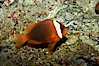 Red Saddleback Anemonefish, juvenile with white bar. Image #11040