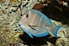 Blue tang, showing remnants of vertical bars characteristic of subadults. Image #11041