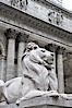 The stone lions Patience and Fortitude guard the entrance to the New York City Public Library. Manhattan, New York City, New York, USA. Image #11157