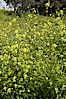 Black mustard, Batiquitos Lagoon, Carlsbad. Batiquitos Lagoon, Carlsbad, California, USA. Image #11292
