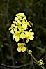 Black mustard, Batiquitos Lagoon, Carlsbad. Batiquitos Lagoon, Carlsbad, California, USA. Image #11293