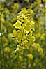 Black mustard, Batiquitos Lagoon, Carlsbad. Batiquitos Lagoon, Carlsbad, California, USA. Image #11294
