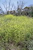 Black mustard, Batiquitos Lagoon, Carlsbad. Batiquitos Lagoon, Carlsbad, California, USA. Image #11295