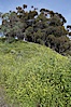 Black mustard, Batiquitos Lagoon, Carlsbad. Batiquitos Lagoon, Carlsbad, California, USA. Image #11296