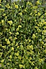 Black mustard, Batiquitos Lagoon, Carlsbad. Batiquitos Lagoon, Carlsbad, California, USA. Image #11297